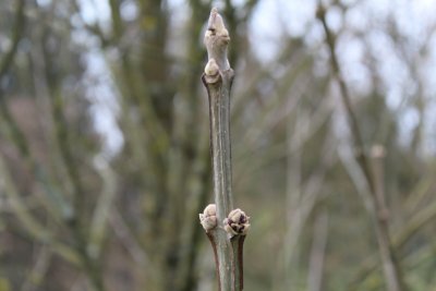 Fraxinus quandrangulata - jasan čtyřhranný - zimní pupen (3)